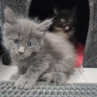 4 chatons mâles maine coon #1
