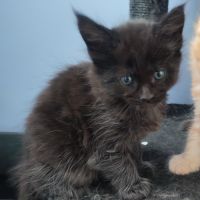 4 chatons mâles maine coon #3