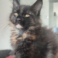 2 chatons mâles et 1 femelle maine coon