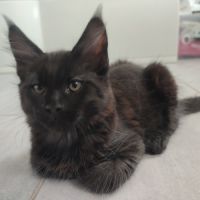 2 chatons mâles et 1 femelle maine coon #2