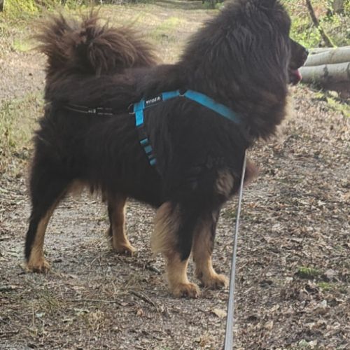 Femelle adulte eurasier #0