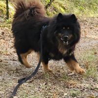 Femelle adulte eurasier #1