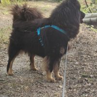Femelle adulte eurasier