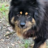 Femelle adulte eurasier #3
