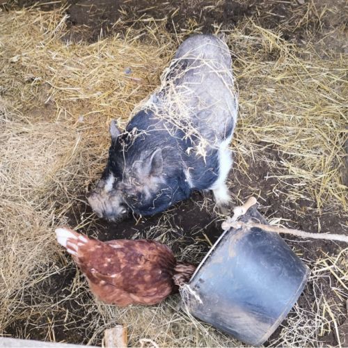 Cochon nain göttingen #1