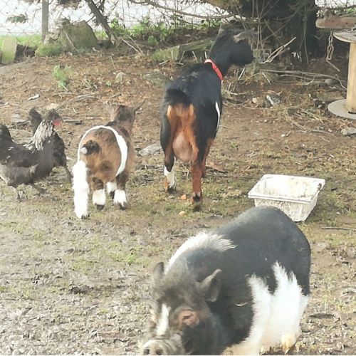 Cochon nain göttingen #3