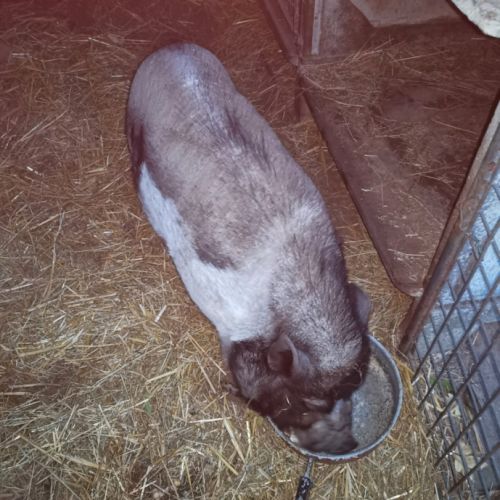 Cochon nain göttingen #7