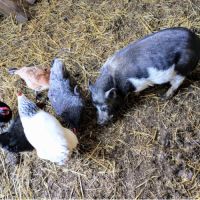 Cochon nain göttingen #2