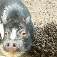 Cochon nain göttingen