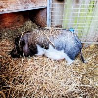 Cochon nain göttingen #6