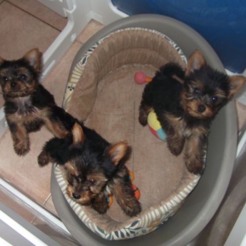 Chiot yorkshire terrier male #1