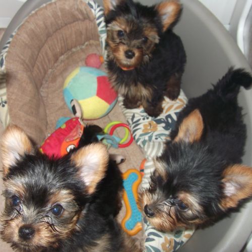 Chiot yorkshire terrier male #0