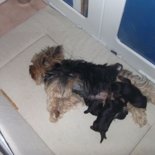 Chiot yorkshire terrier male #3