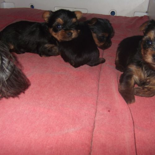 Chiot yorkshire terrier male (petit gabarit)