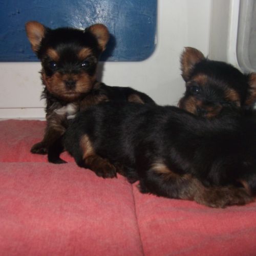 Jolis chiot yorkshire terrier male (petit gabarit)
