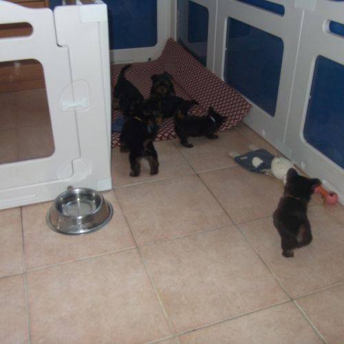 Jolis chiot yorkshire terrier male (petit gabarit)