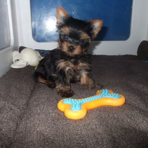 Jolis chiot yorkshire terrier male (petit gabarit)