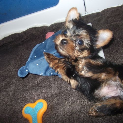 Chiot yorkshire terrier male #1