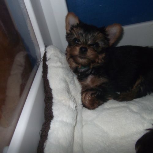 Chiot yorkshire terrier male #3