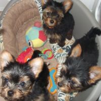 Chiot yorkshire terrier male