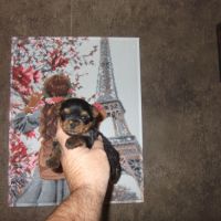 Chiot yorkshire terrier male (petit gabarit)