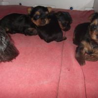 Chiot yorkshire terrier male (petit gabarit)