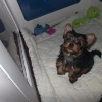 Chiot yorkshire terrier male