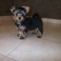 Joli chiot yorkshire terrier male dispo de suite