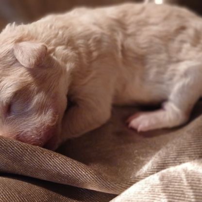 Caniche nain blanc lof #2