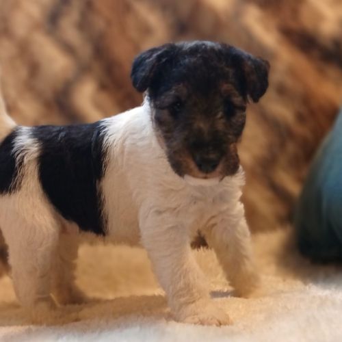 Caniche nain blanc lof #4