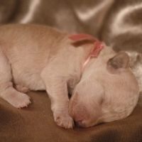 Caniche nain blanc lof #1