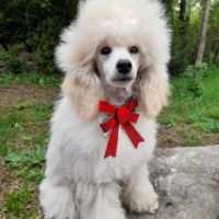 Caniche nain blanc lof