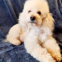Caniche nain blanc lof #5