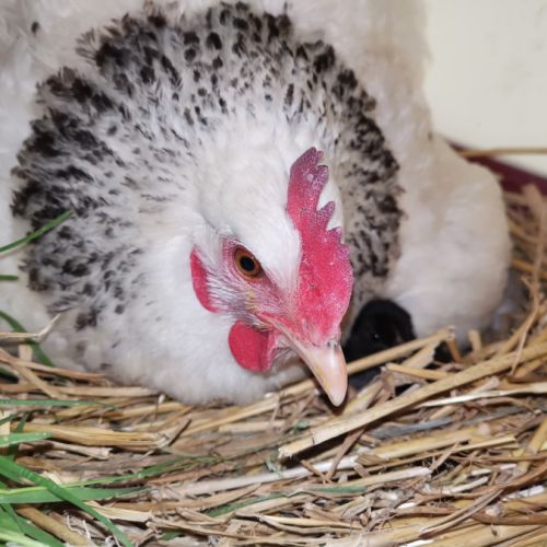 Poussins de poules #2