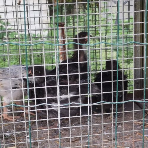 Poussins de poules #3