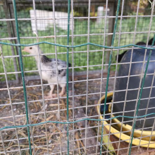 Poussins de poules #4