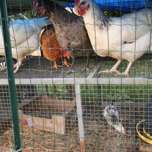 Poussins de poules