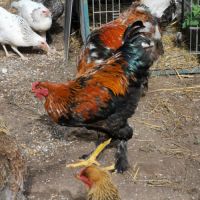 Poussins de poules #1