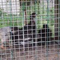 Poussins de poules #3