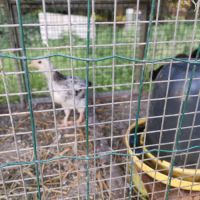 Poussins de poules #4