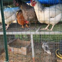 Poussins de poules #0