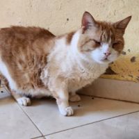 Garnar, minou a adopter du maroc!