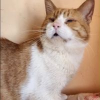 Garnar, minou a adopter du maroc! #2