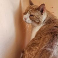 Garnar, minou a adopter du maroc! #3