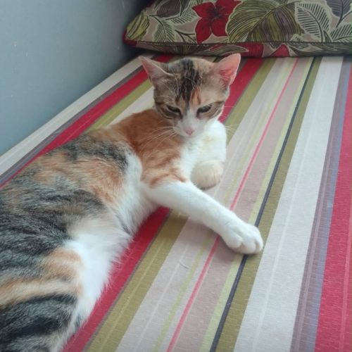 Nassima, minette a adopter de maroc!