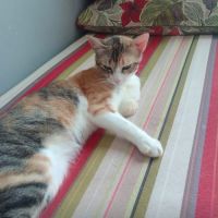 Nassima, minette a adopter de maroc! #0