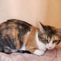 Nassima, minette a adopter de maroc! #2