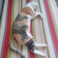 Nassima, minette a adopter de maroc! #3