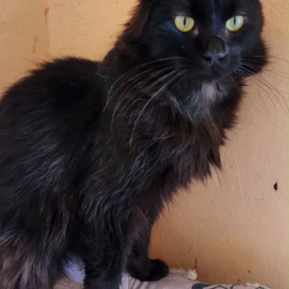 Diamant, magnifique chat noir yeux vert du maroc! #1