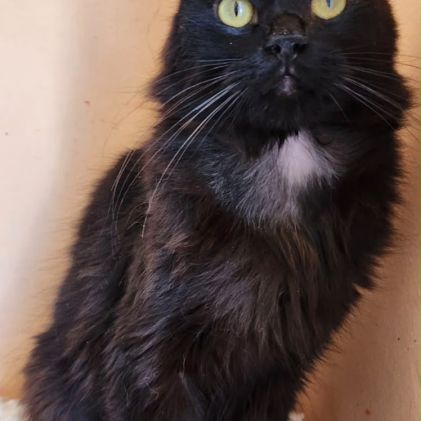 Diamant, magnifique chat noir yeux vert du maroc! #2